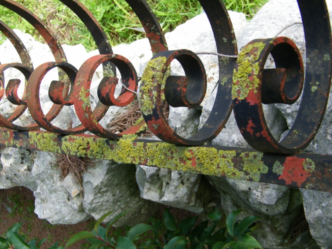 Licheni su ringhiera metallica